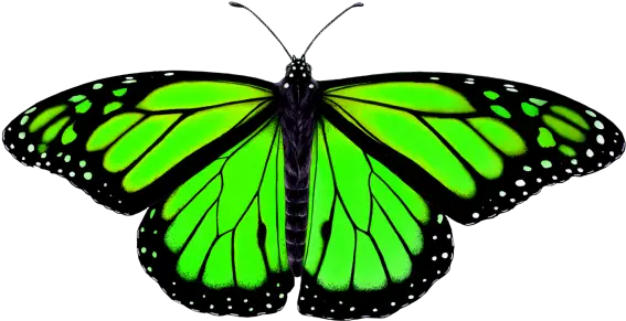 Butterfly Png Transparent Image Animal Symmetry In Nature Butterfly Symmetry In Nature Butterfly Png Transparent