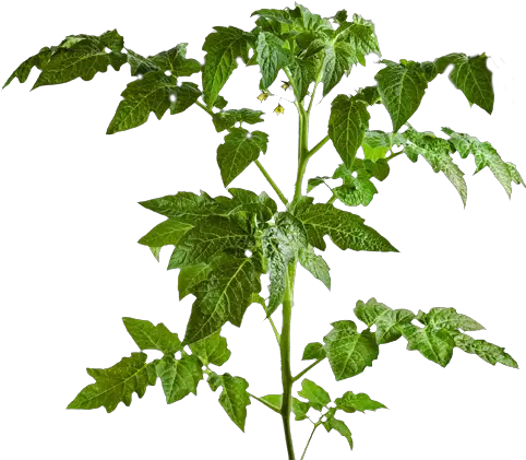 Download Part Of Tomato Plants Leaf Transparent Tomato Tree Png Tomato Plant Png