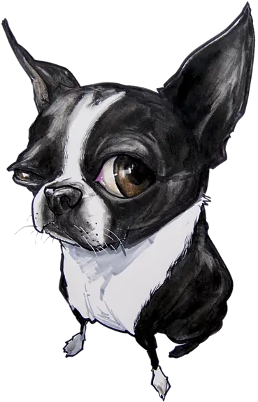 Boston Terrier Greeting Card For Sale Boston Terrier Dog Drawings Png Boston Terrier Png