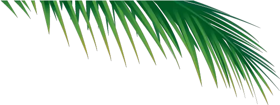 Palm Tree Branch Png Image With No Palm Tree Branch Png Palm Branch Png
