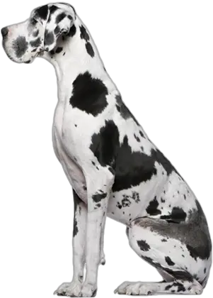 Great Dane Png 1 Image Great Dane Puppy Transparent Background Great Dane Png