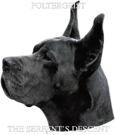 Stickers Black Great Dane Black Great Dane Dog Portrait Giant Dog Breed Png Great Dane Png