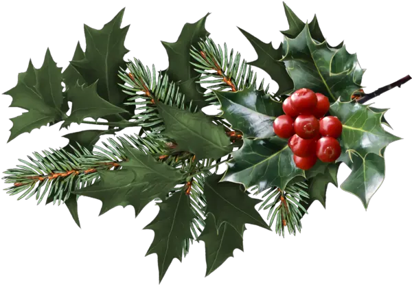 Christmas Holly Plant Leaf For Transparent Christmas Holly Png Holly Leaves Png