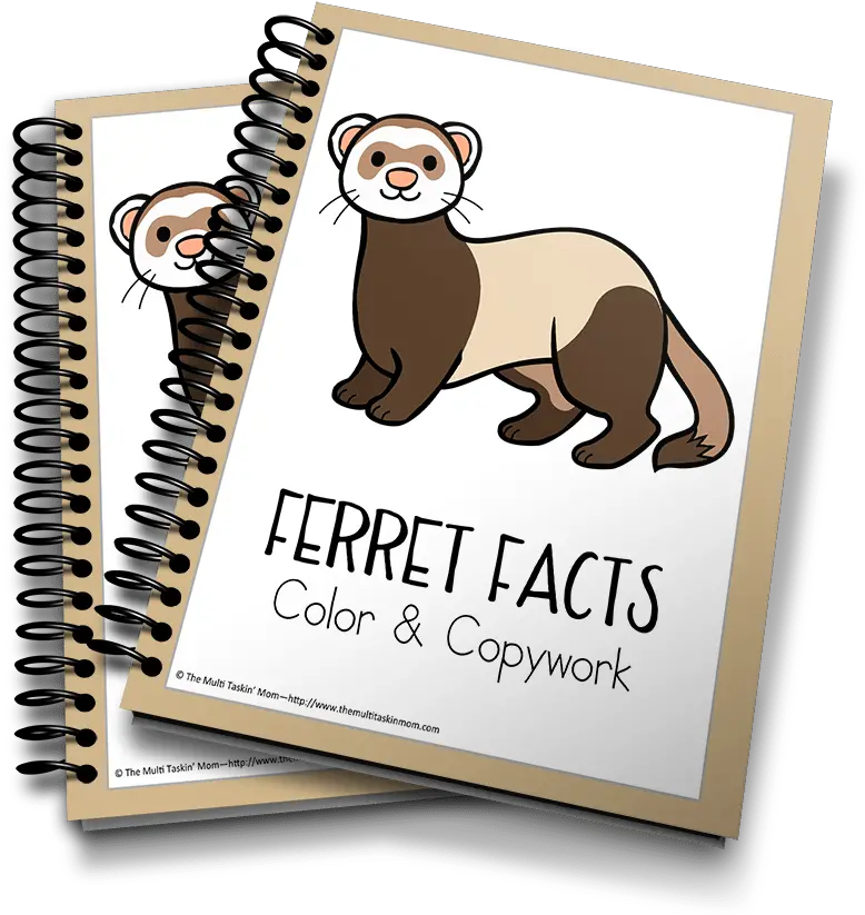 Ferret Facts Color U0026 Copywork The Multi Taskinu0027 Mom Jonah And The Whale Mini Book Png Ferret Png