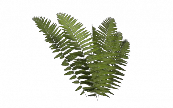 Fern Leaf Png Transparent Images Transparent Fern Leaf Png Fern Leaf Png