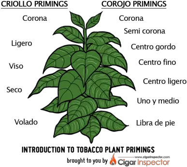 Tobacco Plant Primings Tobacco Plant Cartoon Png Tobacco Leaf Png