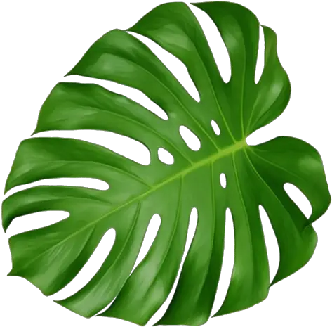 Cheese Plant Leaf Transparent Png Swiss Cheese Plant Leaf Monstera Leaf Png