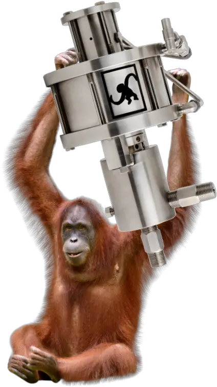 Spider Monkey Png Monkey Pumps Sumatran Orangutan No Orang Outan Sur Fond Transparents Monkey Transparent Background