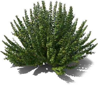 Mexican Bush Sage Png Picture All Pond Pine Sage Png