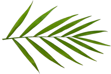 Beginneru0027s Guide To Parlor Palm Care Planterina Planterina Clip Art Png Palm Leaves Transparent