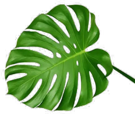 Palm Leaves Transparent Png Swiss Cheese Plant Leaf Palm Leaves Transparent