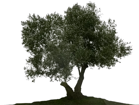 Olive Tree White Background Png Image Olive Tree Transparent Png Olive Tree Png