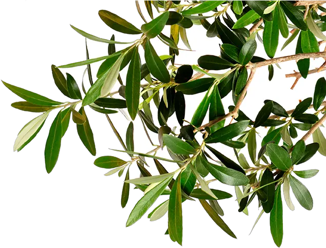 Olive Tree Branch Png Image Olive Tree Branch Png Olive Tree Png