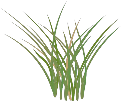Cartoon Pictures Of Grass Free Download Salt Marsh Grass Clipart Png Grasses Png