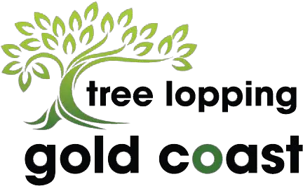 Tree Lopping Gold Coast Seeds Of Hope Logo Png Palm Tree Logo