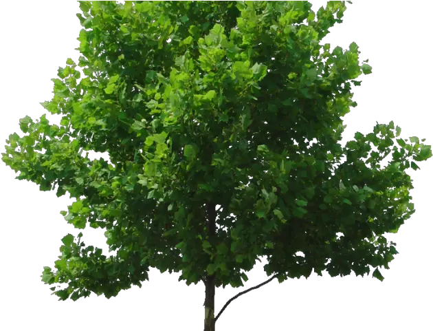 Entourage Png Transparent Background Tree Png Tree Elevation Png