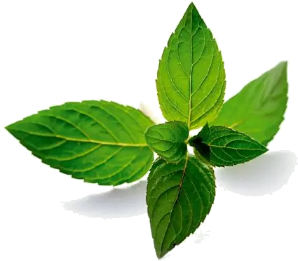 Png Background Herbs That Can Cure Autism Mint Leaves Png