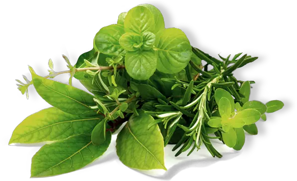 Herb Png Image Hd Transparent Herbal Leaf Png Mint Leaves Png