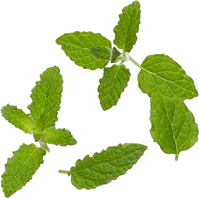 Mint Leaf Png Graphic Freeuse Download Peppermint Tea Leaves Png Mint Leaves Png