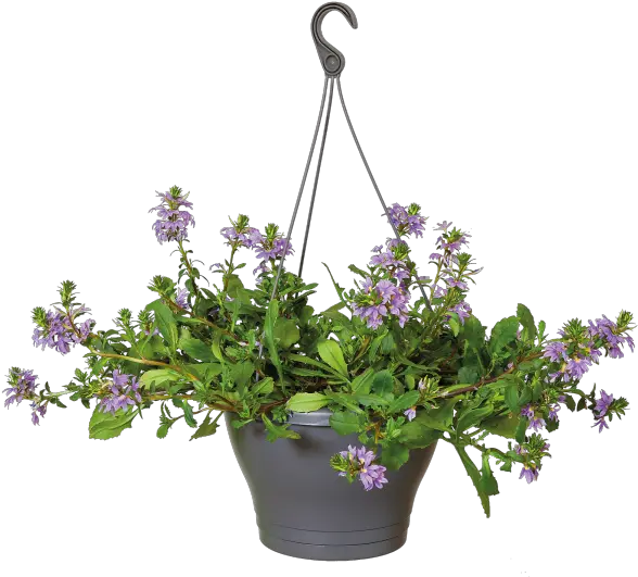 Pot Plant Png Hanging Potted Plant Png Hanging Plants Png