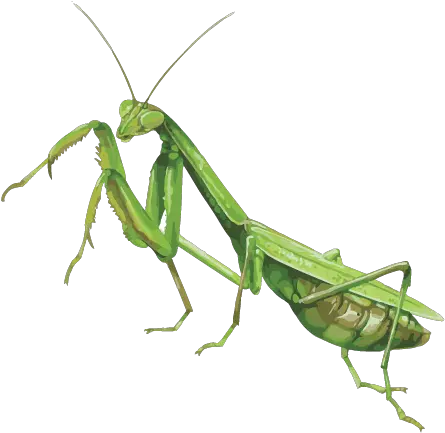 Uploads Mantis Png64 Png Press Png Transparent Image Praying Mantis Icon