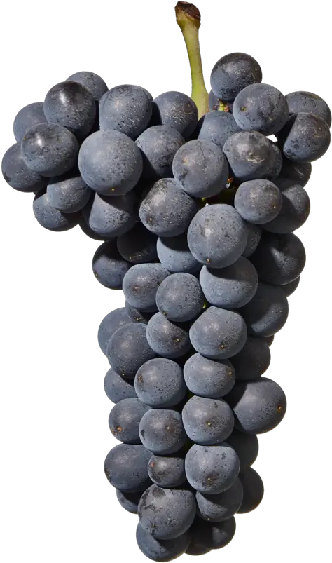 Download Pinot Noir Grape Png Transparent Uokplrs Pinot Noir Grapes Png Grapes Transparent Background