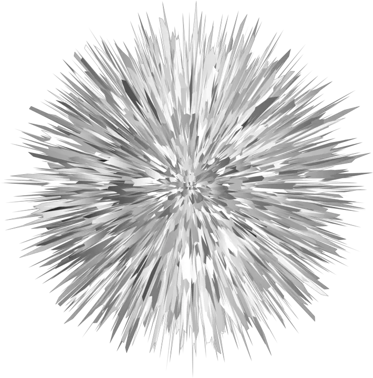 Pine Family Symmetry Monochrome Erizo De Mar Para Colorear Png Sea Urchin Png