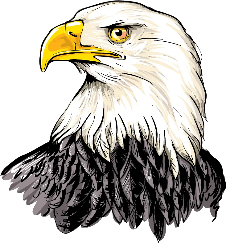 Download Hd American Eagle Head Png Bald Eagle Illustration Bald Eagle Head Png