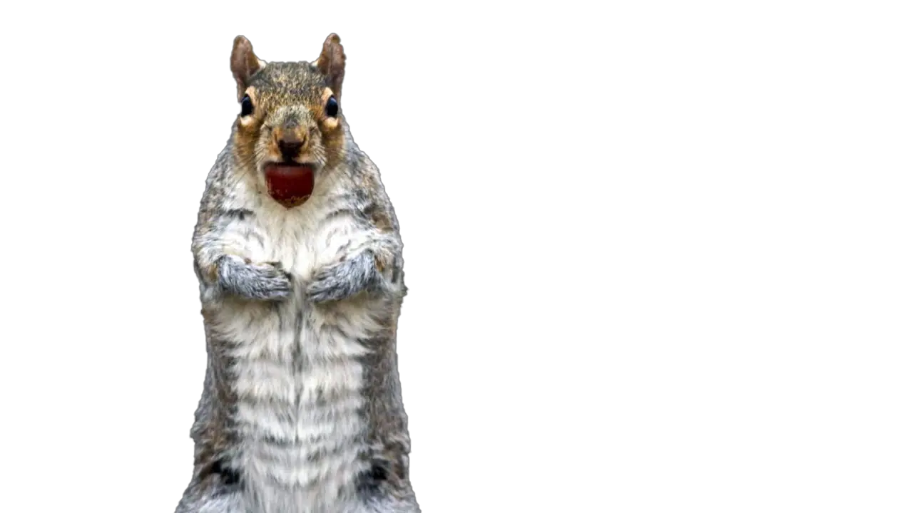 Squirrel Png Free File Download Play Fox Squirrel Squirrel Png