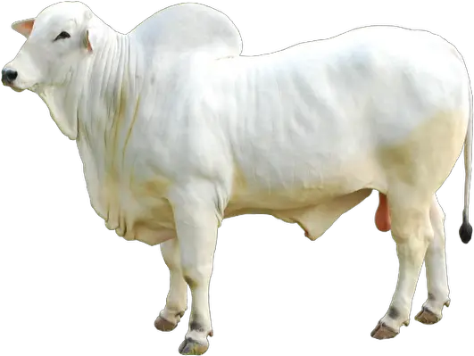 Download Boi Nelore Png Imagens De Boi Png Boi Png