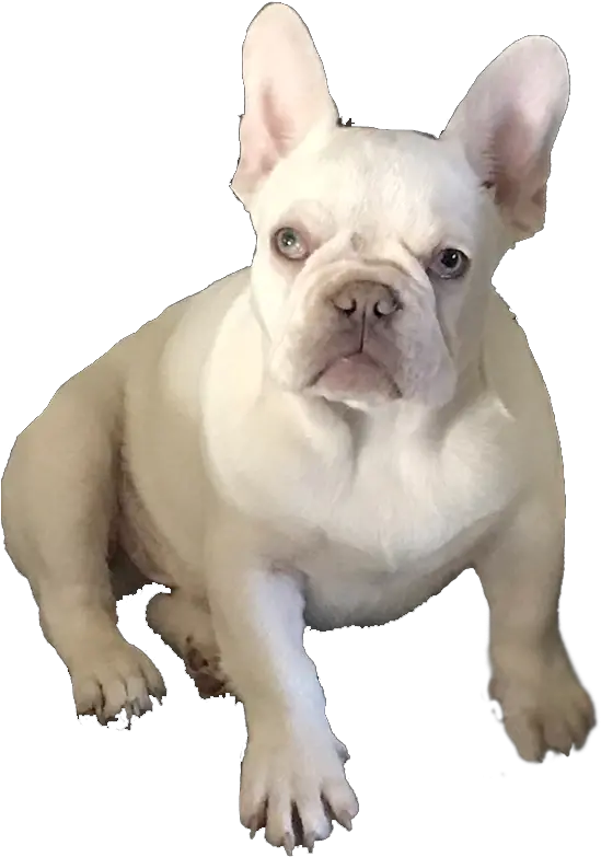Frenchie Profiles French Bulldogs Michelles Fabulous French Bulldog Png French Bulldog Png