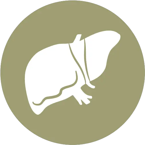 Recovery Hippopotamus Png Liver Icon