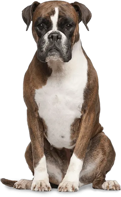 Funny Dog Transparent Png Clipart Transparent Background Boxer Dog Png Funny Dog Png