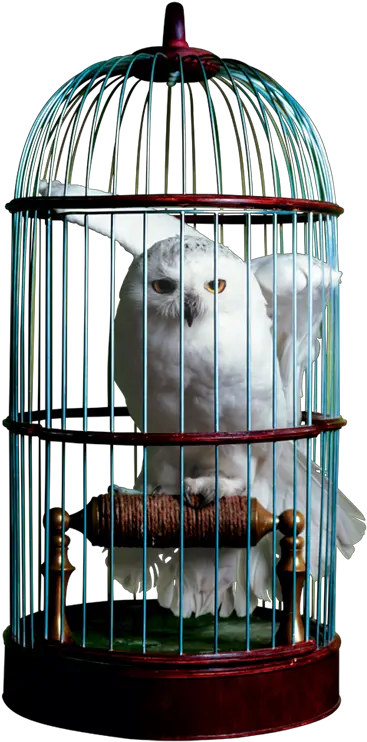 Download Free Png Birdcage Image Dlpngcom Harry Potter Hedwig In Cage Bird Cage Png