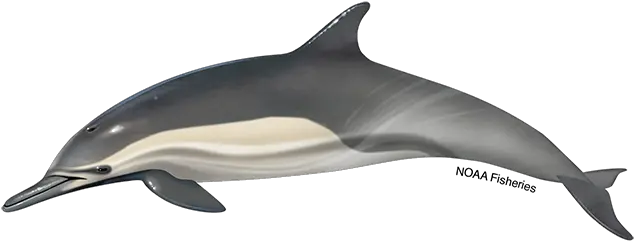 Long Long Nosed Dolphin Png Dolphins Png