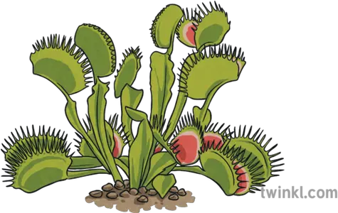 Venus Fly Trap Illustration Twinkl Venus Fly Trap Illustration Png Trap Png