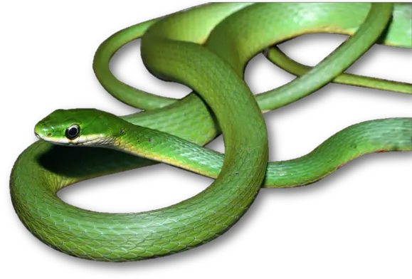 Alexander D Mckelvy Snake Evolution And Biogeography Serpent Green Transparent Back Png Snake Transparent