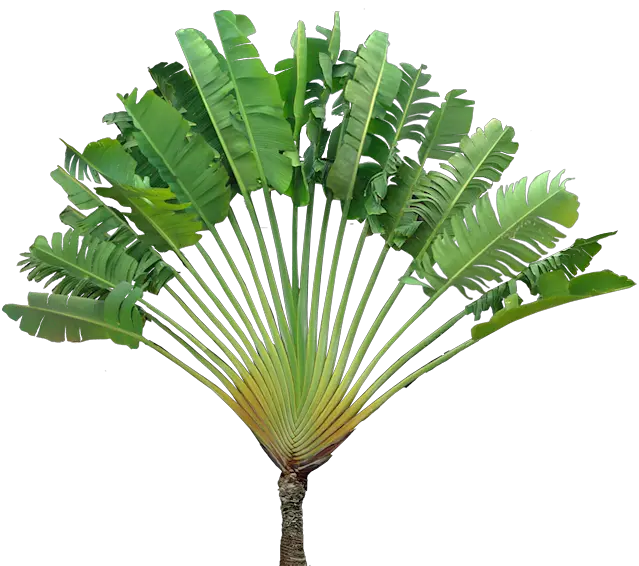 Download Hd Travellers Palm Ravenala Ravenala Madagascariensis Png Tropical Plants Png