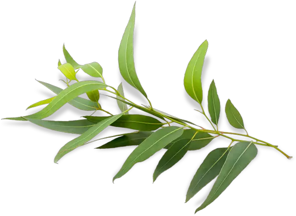 Eucalyptus Radiata Eucalyptus Radiata Young Living Plant Png Eucalyptus Png