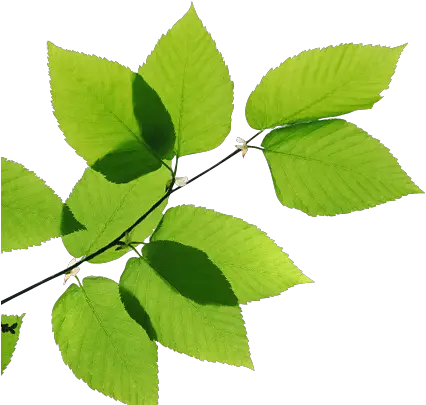 Transparent Leaves Png Image Real Leaves Png Leaf Png Transparent