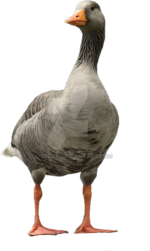 Goose Duck Transparent U0026 Png Clipart Free Download Ywd Goose Transparent Background Duck Transparent Background