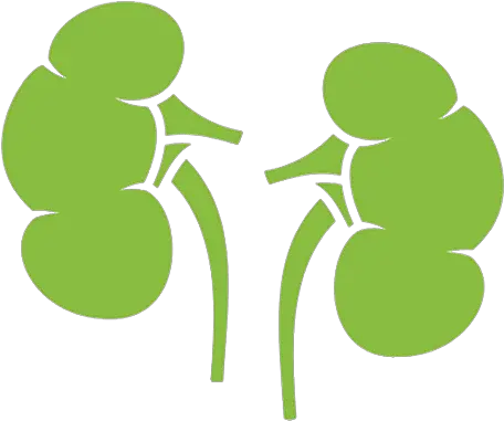 Register To Become An Organ Donor Nevada Network Clip Art Png Liver Icon