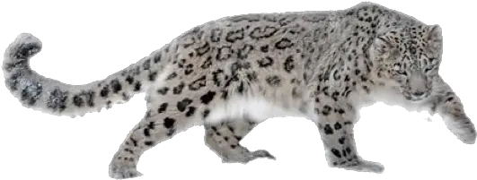 Download Leopard Png Hd