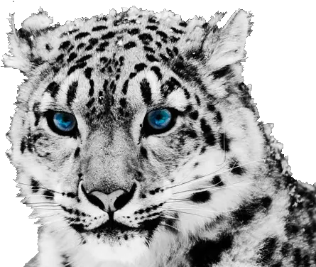 Free Png Image Snow Leopard Face Png Leopard Png