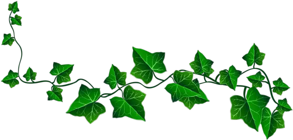Leaf Drawing Ivy Tattoo Vine Clipart Ivy Png Wall Vines Png