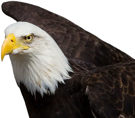 Fullscreen Page Native American Eagle Feather Png Eagle Flying Png