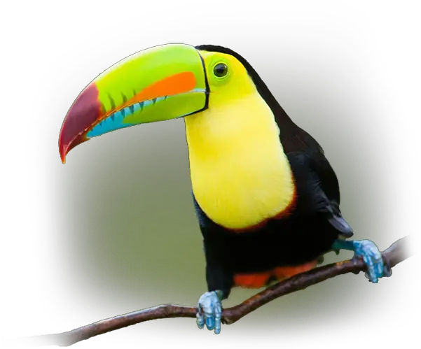 Download Southern Pacific Toucan Full Size Png Image Toco Toucan Toucan Png