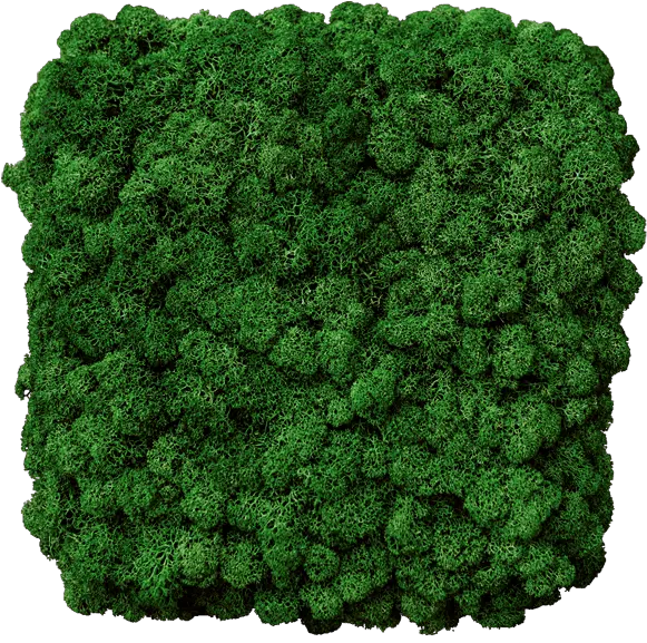 Moss Square Mossimage Made Of Premium Moss Up To 60 Crochet Png Moss Png