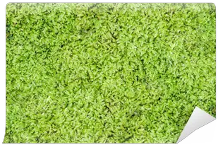 Moss Wall Mural U2022 Pixers We Live To Change Lawn Png Moss Png