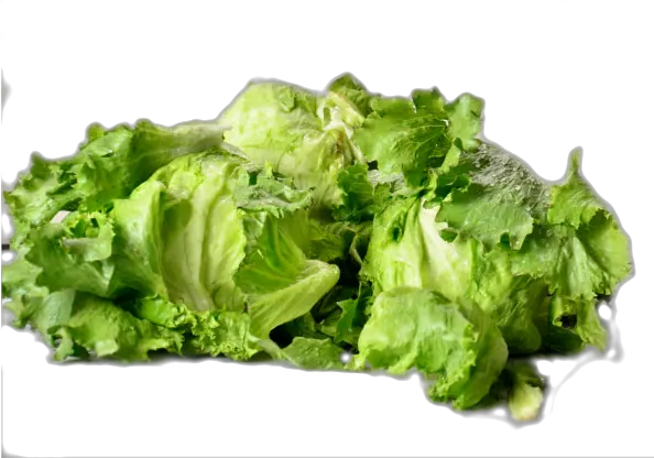 Download Lettuce Romaine Lettuce Png Image With No Romaine Lettuce Lettuce Png